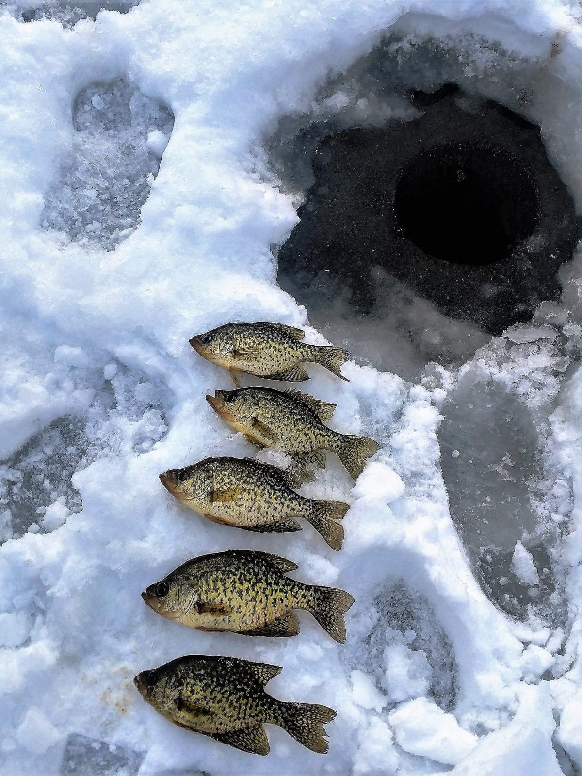 January 2019 Ice Fishing Report  Local Ice Fishing Conditions